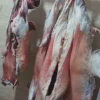 قصابیگوسفندی650|خوردنی و آشامیدنی|مریوان, |دیوار