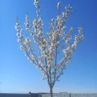 2000مترزمین-باغی-ساغروان