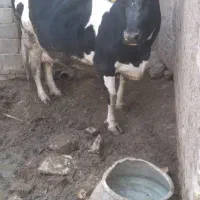 گاو 7ماه و نیم آبستن شکم 5