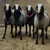 گوسفند چاق وچله ارسال با یه تلفن زنده درب منزل|حیوانات مزرعه|تهران, حکیمیه|دیوار
