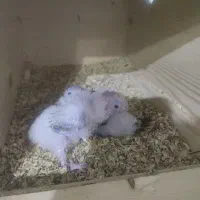 گرینچیک سرلاکی