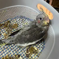 عروس هلندی سرلاکی