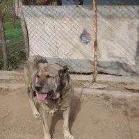 سگ سرابی بغوش