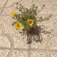 گل ناز آفتابی