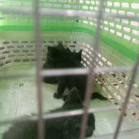 واگذاری ۳تا توله گربه