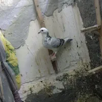 کبوتر پرشی|پرنده|تربت جام, خیرآباد|دیوار