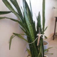 گل سانسوریای شمشیری