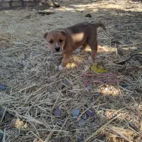 ‌واگذاری‌سگ‌‌‌آینده‌دار