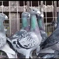 جوجه مرغ|حیوانات مزرعه|اردکان, |دیوار