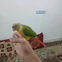 گرینچیک دونخور دستی|پرنده|بندر دیر, |دیوار