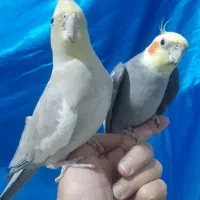 عروس هلندی مولد زیبا و سالم