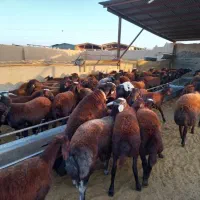 بره نر و ماده|حیوانات مزرعه|برخوار, |دیوار