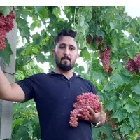 فروش نهال انگور ریشه لخت دوساله|خدمات باغبانی و درختکاری|خرمدره, |دیوار