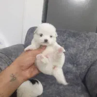 توله سگ فنجونی عروسکی فقط ۳۵۰۰