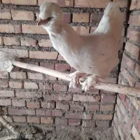 یک جفت مرغ وخروس سلطان