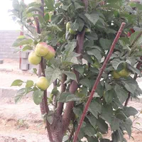 فروش زمین ۷۰۰ متری|فروش زمین و ملک کلنگی|مبارکه, |دیوار