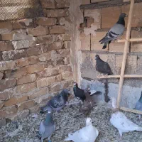 کبوتر|پرنده|دشتابی, |دیوار