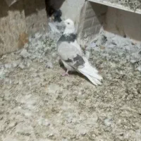 کفتر شازده گم شده