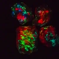 سنگ اوپالین گوهر شفق20رنگ زیبا|جواهرات|اهواز, فرهنگ شهر|دیوار