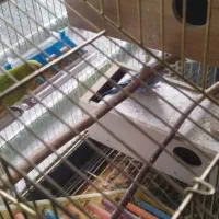 مرغ عشق روی تخم