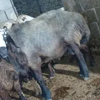قوچ اصل شال  قزوین  خیلی نازار|حیوانات مزرعه|کنگاور, |دیوار