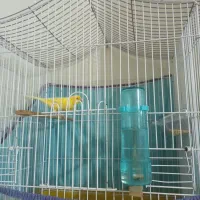 فروش قناری نر مست آواز خوان