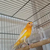 قناری سرخ نر نیمه مست|پرنده|شاهینشهر, شهرک امام علی|دیوار