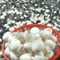 قارچ  دکمه ای  عمده و خرد