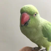 طوطی ملنگو نر معاوضه با قناری یا سهره