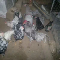 تخم مرغ نطفه دارگلین اصیل