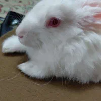 خرگوش نر|موش و خرگوش|بروجرد, |دیوار