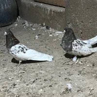 پدر و پسر|پرنده|میانه, |دیوار