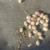 لوبیا چیتی گرد|خوردنی و آشامیدنی|دیواندره, |دیوار