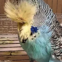 مرغ عشق انگلیسی اروپایی|پرنده|قائمشهر, |دیوار