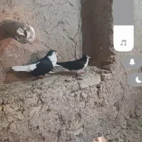 هفت رنگ نقاب