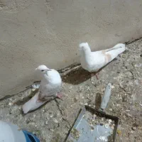 سلام ۶تا کفتر نازار|پرنده|خرمآباد, |دیوار