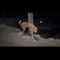 سگ خراسانی|سگ|قوچان, |دیوار