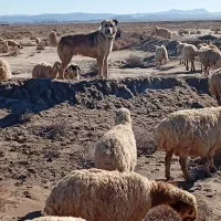 سگ نگهبان|سگ|سده (خراسان جنوبی), |دیوار