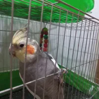 عروس هلندی جفت نرو ماده