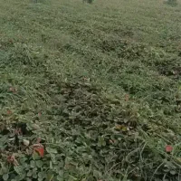 دلند..نهال توت فرنگی سابرینا