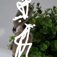 جوجه قناری ماده