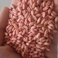 بزر گندم دیم یک تن