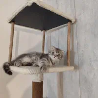 بچه گربه اسکاتیش|گربه|ارومیه, |دیوار