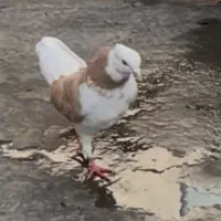 کفتر پشت زرد گمشده