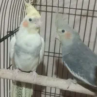 دوعددجوجه عروس نر 3ماهه