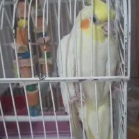 عروس هلندی  نطفه دار