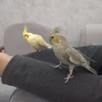 عروس هلندی نر و ماده|پرنده|شهرضا, |دیوار