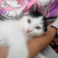 واگذاری گربه خانگی