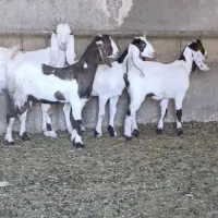 4راس بزغاله پاکستانی درجه یک مخصوص مال داری