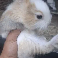 بچه خرگوش